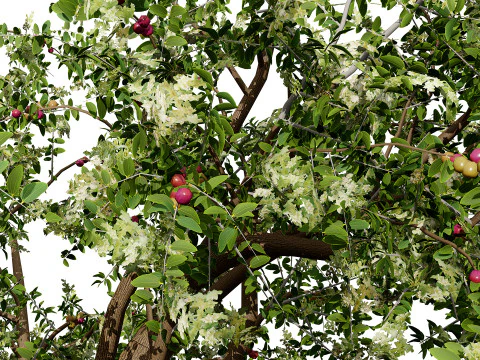Arabian Sidr tree with Nabaq fruit 3D Model