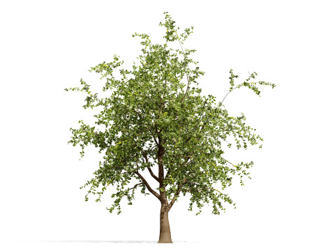 Albero di Sidr arabo con frutti Nabaq Modello 3D