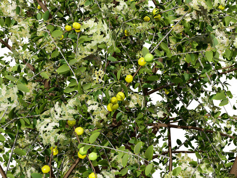 Albero di Sidr arabo con frutti Nabaq Modello 3D