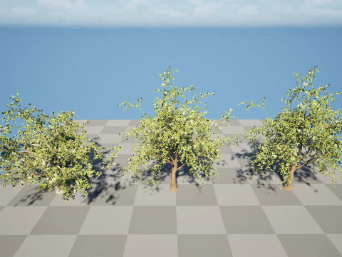 Arabian Sidr tree with Nabaq fruit 3D Model