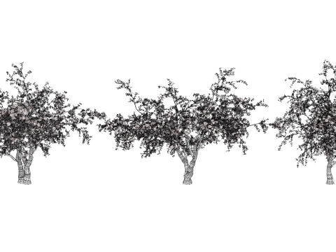 Albero di Sidr arabo con frutti Nabaq Modello 3D