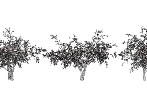 Arabian Sidr tree with Nabaq fruit 3D Model