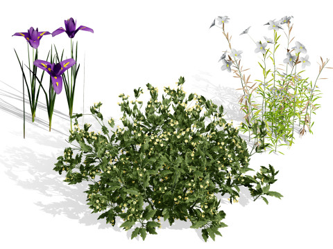 Набор цветов пустыни Game Ready Heliotropium Arbainense 3D Модель