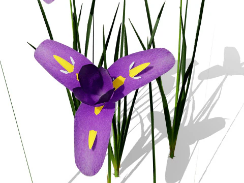 Game Ready Heliotropium Arbainense Desert Flower Set 3D Model