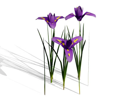 Game Ready Heliotropium Arbainense Desert Flower Set 3D Model