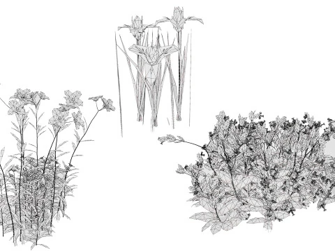 Game Ready Heliotropium Arbainense Desert Flower Set 3D Model