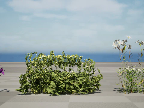Game Ready Heliotropium Arbainense Desert Flower Set 3D Model