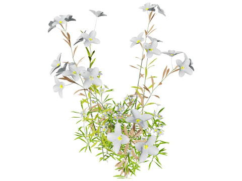 Game Ready Heliotropium Arbainense Desert Flower Set 3D Model