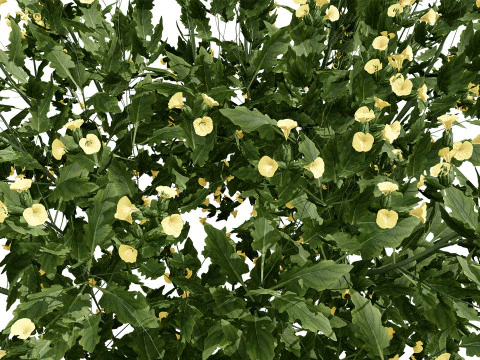 Game Ready Heliotropium Arbainense Desert Flower Set 3D Model