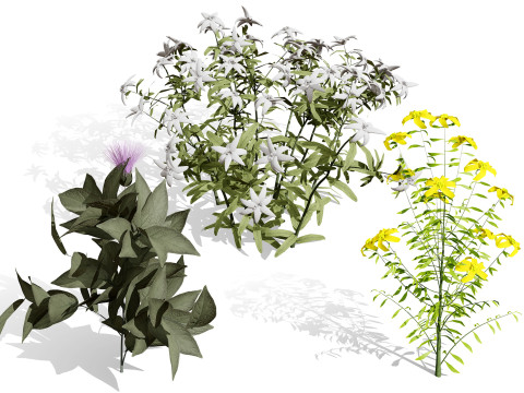 Coleção de Flora Nativa Árabe Modelo 3D