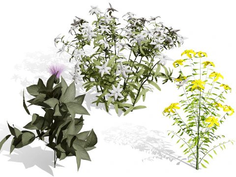 네이티브 아라비아 식물 컬렉션 3D 모델