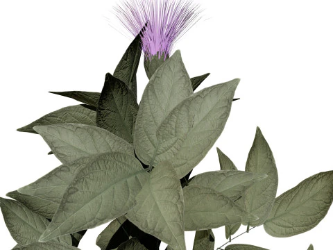 Native Arabian Flora Collection 3D Model