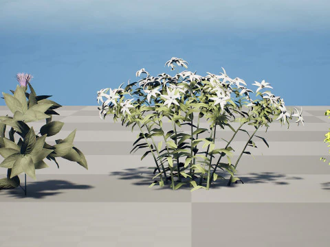 Native Arabian Flora Collection 3D Model