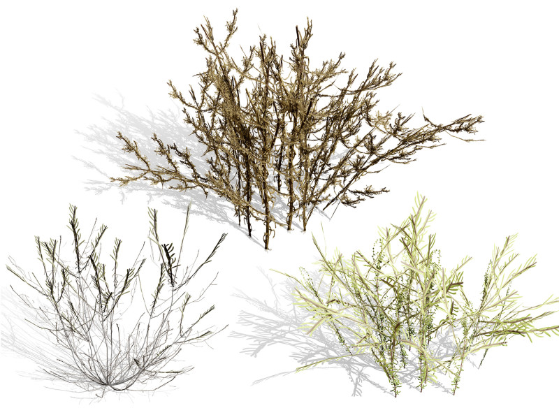 Arabian Cornulaca Collection 3D Model .c4d .max .obj .3ds .fbx .stl .blend 