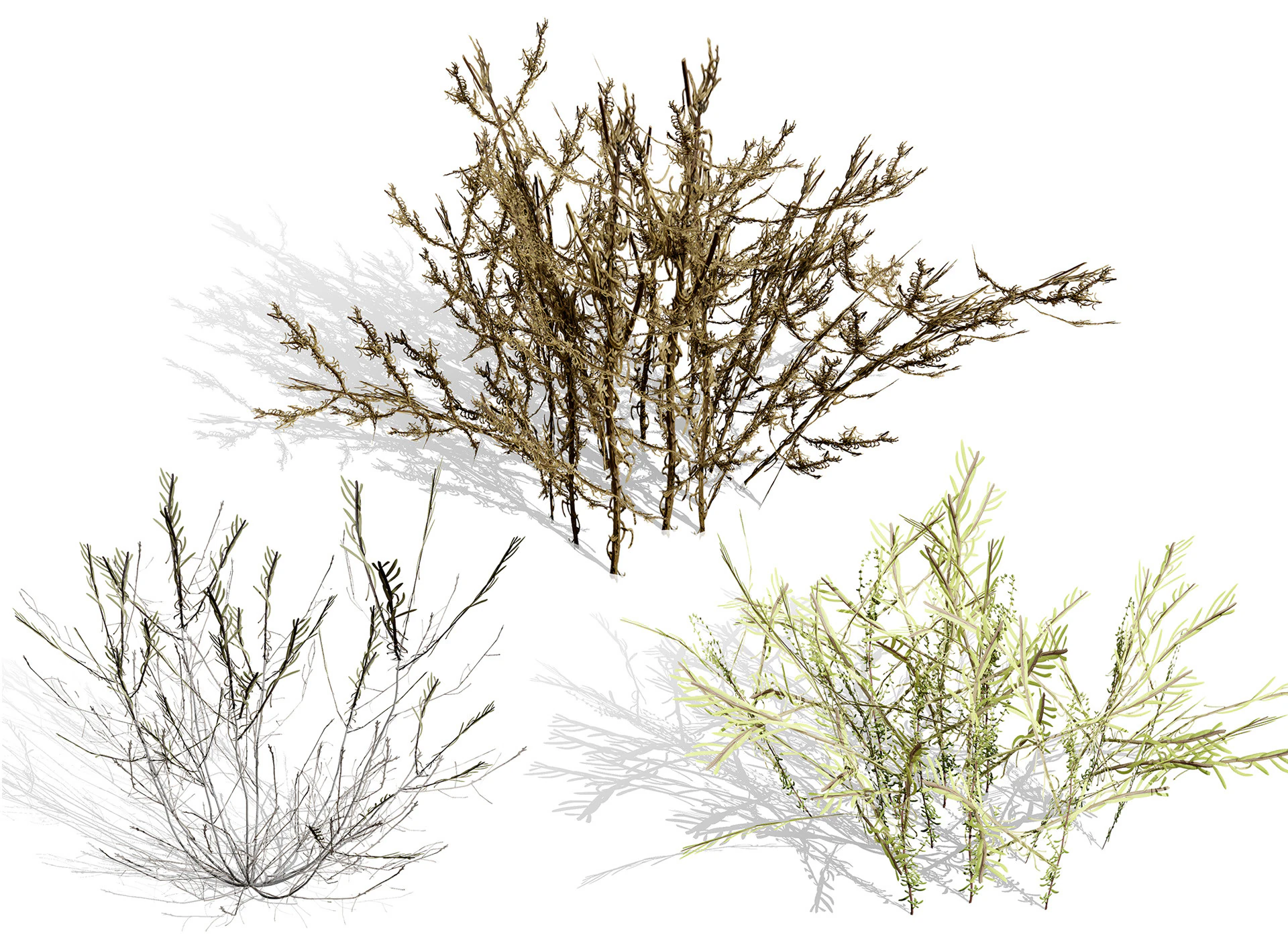 Arabian Cornulaca Collection 3D Model .c4d .max .obj .3ds .fbx .stl .blend 