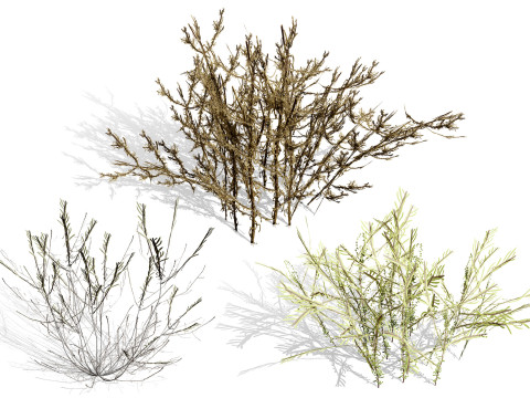 Collezione Cornulaca araba Modello 3D