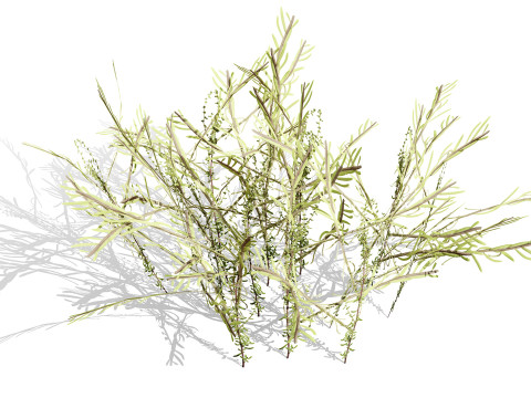 Arabian Cornulaca Collection 3D Model