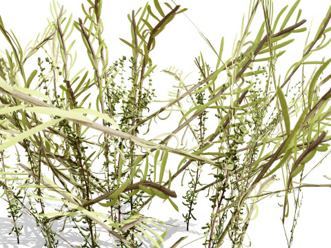 Arabian Cornulaca Collection 3D Model