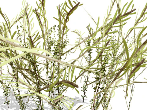 Arabian Cornulaca Collection 3D Model