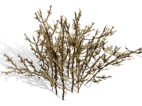 Arabian Cornulaca Collection 3D Model