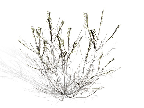 Arabian Cornulaca Collection 3D Model