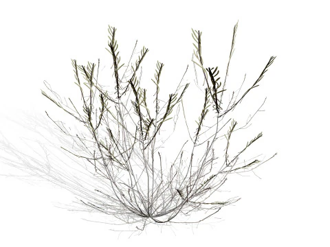 Arabian Cornulaca Collection 3D Model