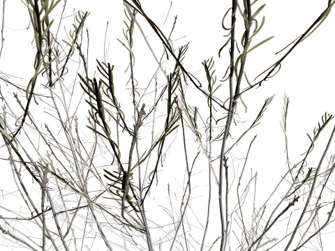 Arabian Cornulaca Collection 3D Model