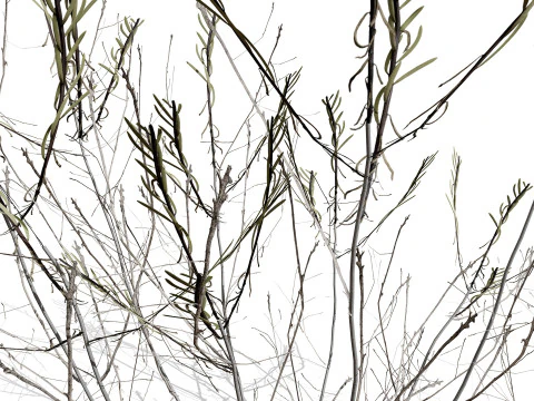 Arabian Cornulaca Collection 3D Model