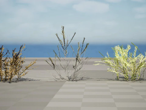 Arabian Cornulaca Collection 3D Model