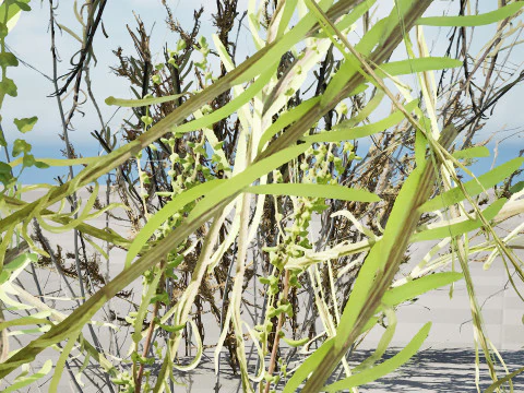 Arabian Cornulaca Collection 3D Model