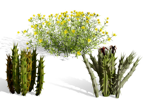 Plantas do Deserto Árabe Modelo 3D