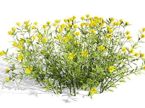 Plantas do Deserto &Aacute;rabe Modelo 3D