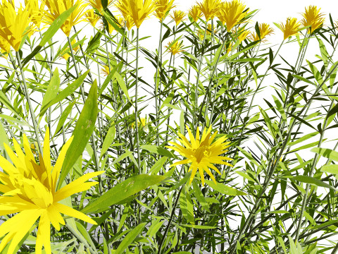 Plantas do Deserto &Aacute;rabe Modelo 3D