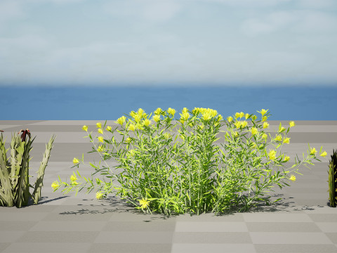 Plantas do Deserto &Aacute;rabe Modelo 3D