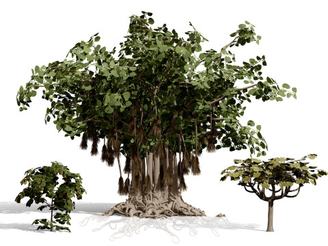 Arabian Socotran Fig Tree Collection 3D Model