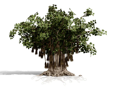 Collezione di fichi arabi di Socotran Modello 3D