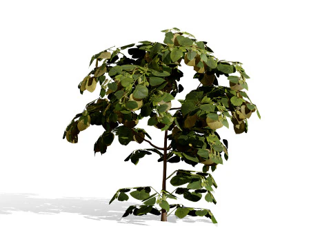 Collezione di fichi arabi di Socotran Modello 3D