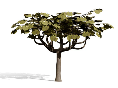 Collezione di fichi arabi di Socotran Modello 3D