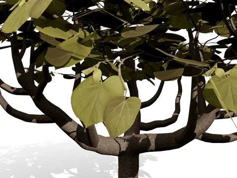 Collezione di fichi arabi di Socotran Modello 3D