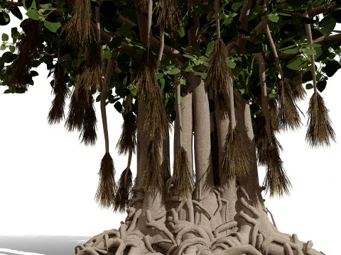 Collezione di fichi arabi di Socotran Modello 3D