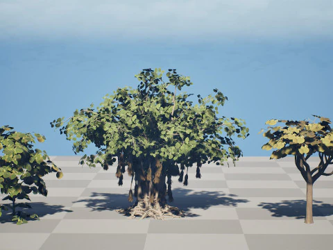 Collezione di fichi arabi di Socotran Modello 3D