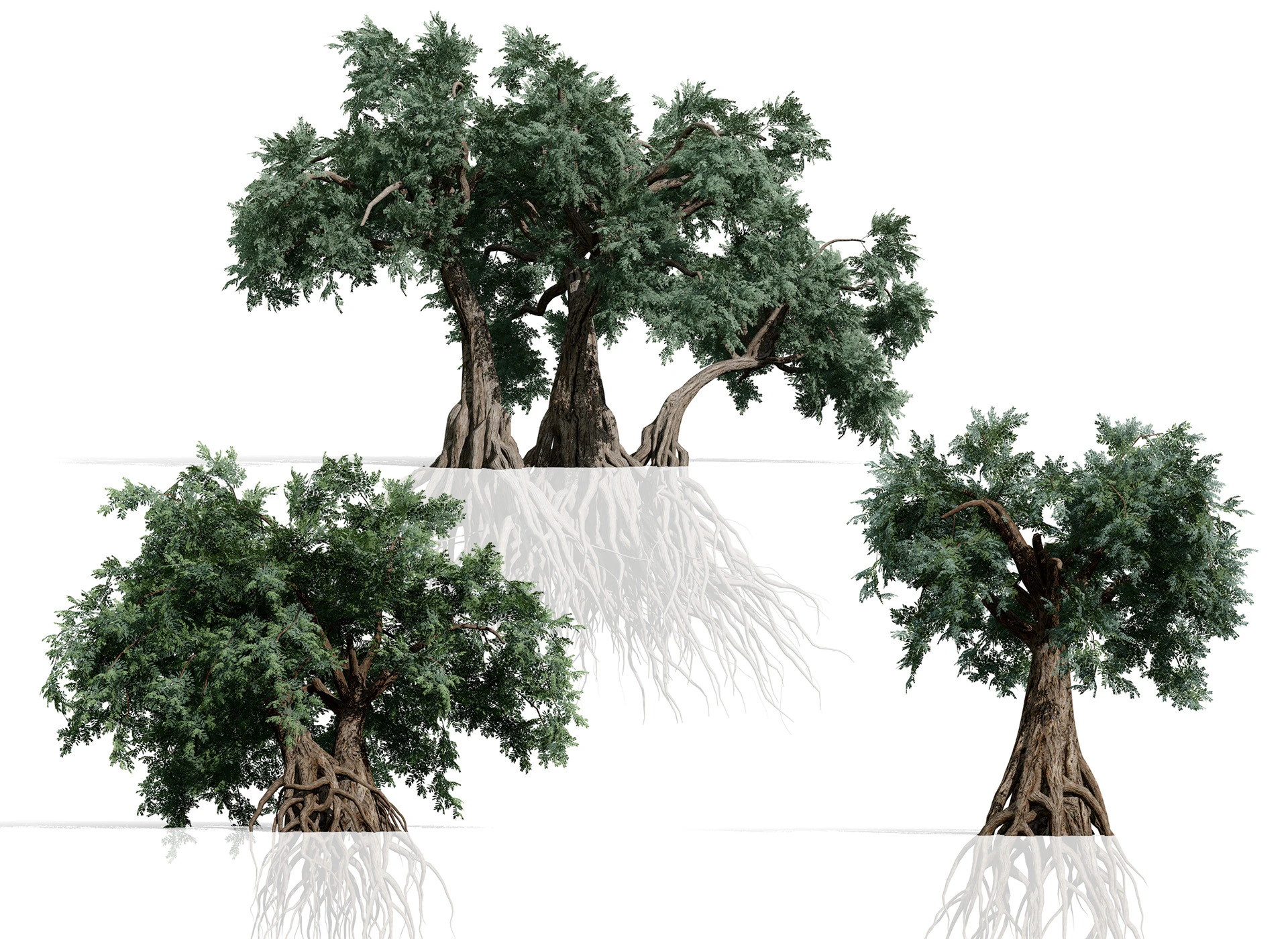 Ancient Arabian Olive Tree Collection 3D Model .c4d .max .obj .3ds .fbx .stl .blend 