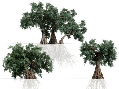 Kolekcja starożytnego arabskiego drzewa oliwnego Model 3D