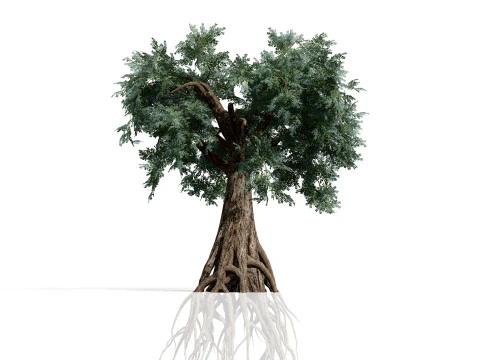 Ancient Arabian Olive Tree Collection 3D Model