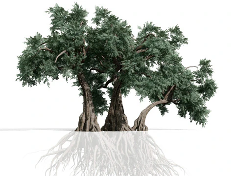 Ancient Arabian Olive Tree Collection 3D Model