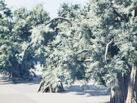 Ancient Arabian Olive Tree Collection 3D Model
