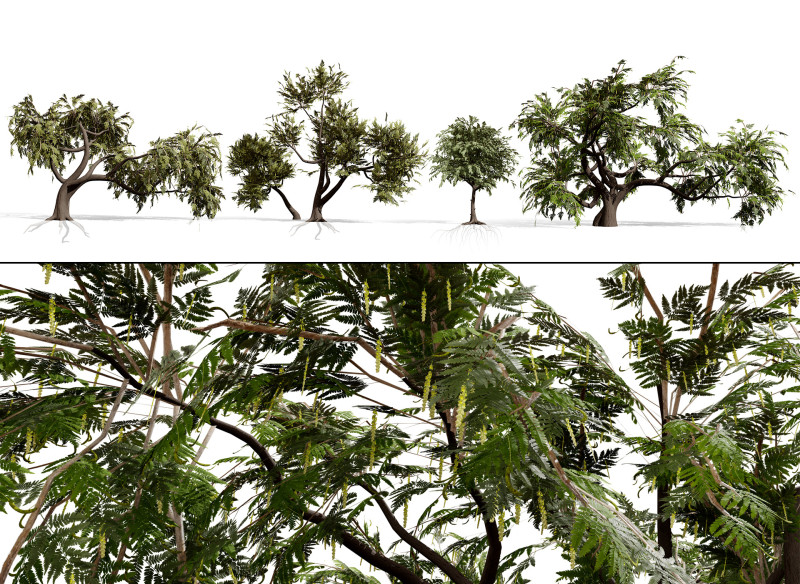 Kolekcja drzew Ghaf Model 3D .c4d .max .obj .3ds .fbx .stl .blend 