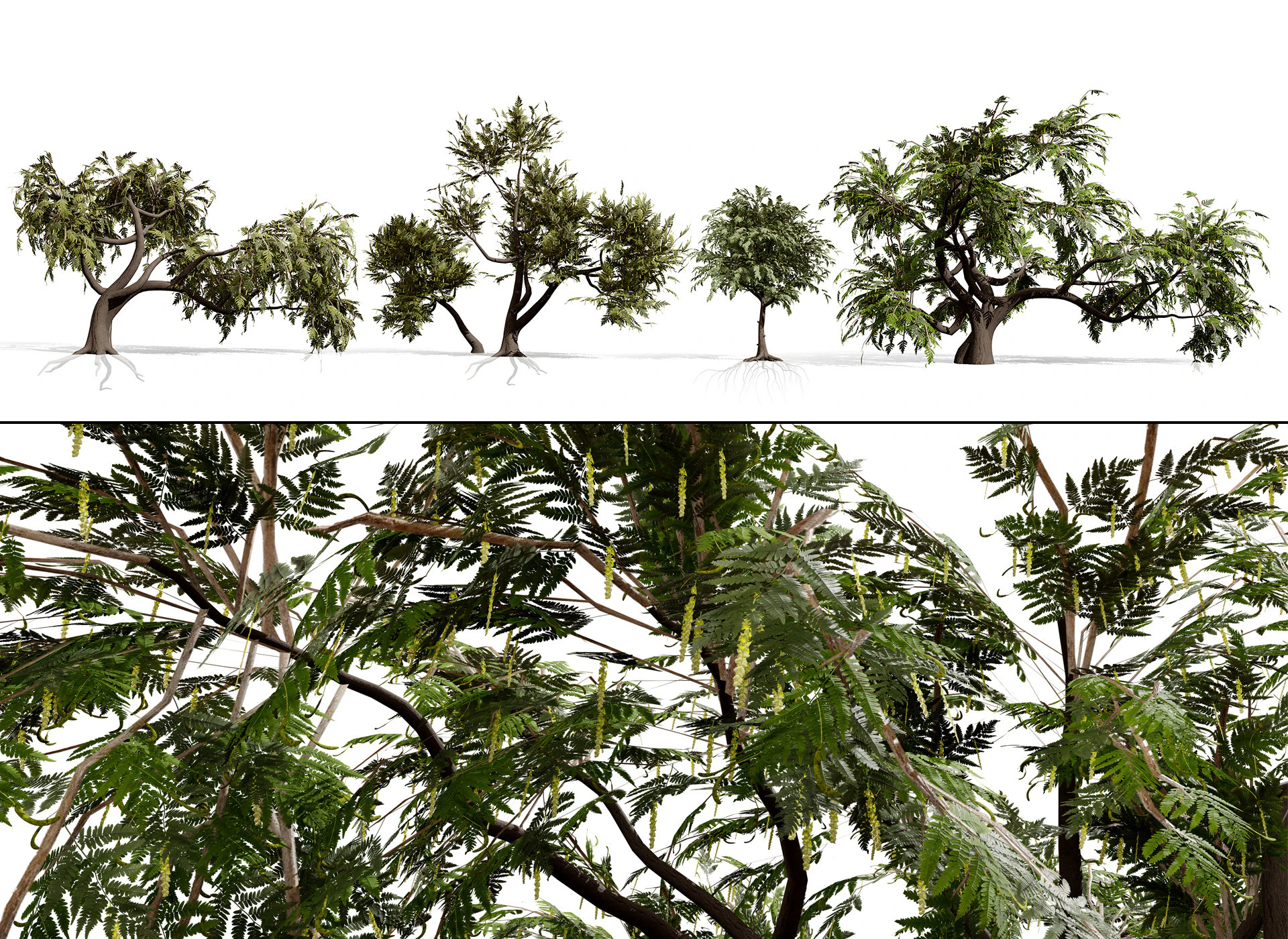 Ghaf Tree Collection 3D Model .c4d .max .obj .3ds .fbx .stl .blend 