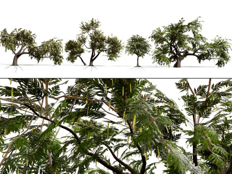 Collezione di alberi di Ghaf Modello 3D