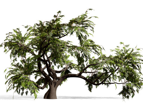 Kolekcja drzew Ghaf Model 3D